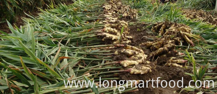 OEM Customized Packaging Flavor Herbal Tea Honey Ginger Drink with Lemon